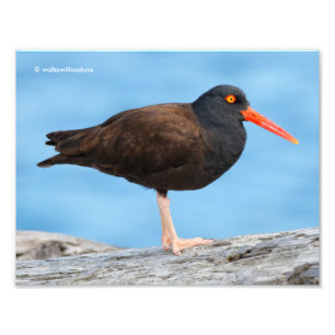 Impression Photo Profil d'un Oystercatcher noir
