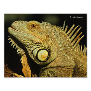 Impression Photo Profil d'une Iguana verte