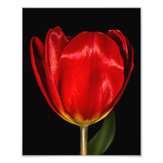 Impression Photo Profil d'une tulipe rouge