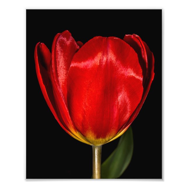 Impression Photo Profil d'une tulipe rouge (Devant)