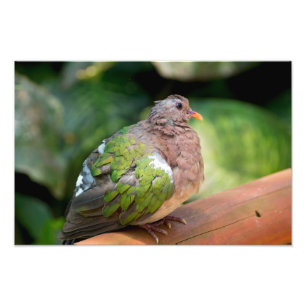 Impression Photo Profil et perche de la tourterelle Emerald Dove