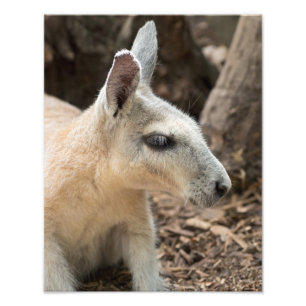 Impression Photo Profil Wallaby