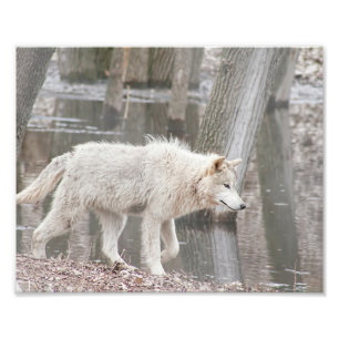 Impression Photo Promenade du loup de bois près de l'eau