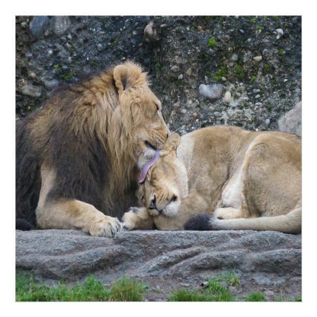 Impression Photo Puissant amour Lion (Devant)