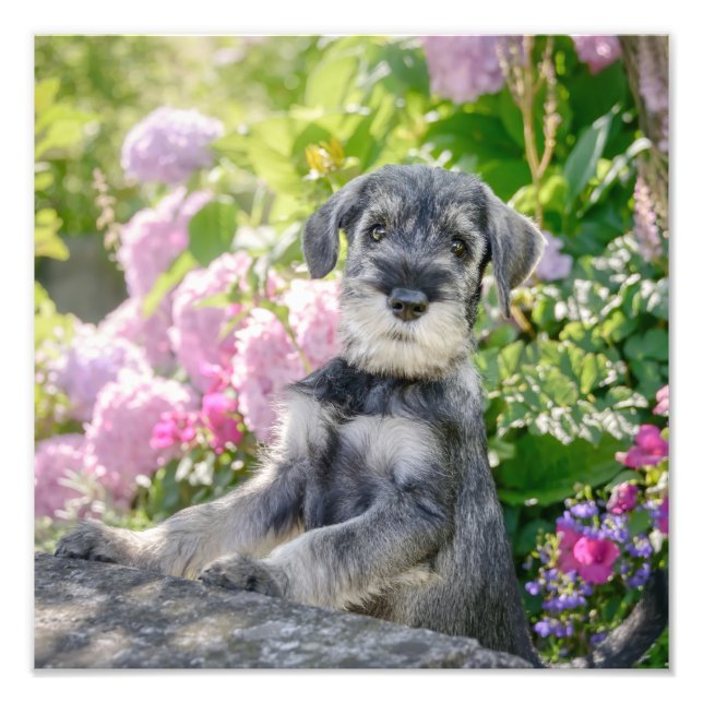 Impression Photo Puppy de Schnauzer dans un Flowering Garden - (Devant)