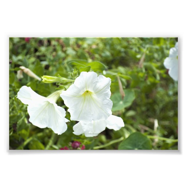 Impression Photo Pureté dans la lumière (Devant)