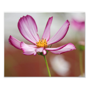 Impression Photo Purple Garden Cosmo Flower Gros plan