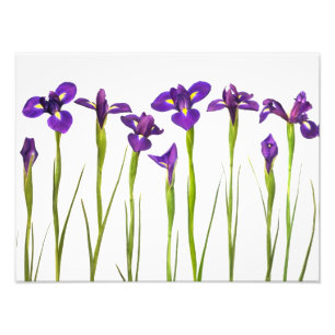 Impression Photo Purple Irises - Iris Flower Customisé Modèle