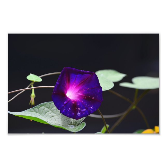 Impression Photo Purple Morning Glory - Grand-père Ott's (Devant)