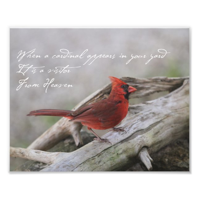 Impression Photo Quand un cardinal apparaît dans votre cour... (Devant)