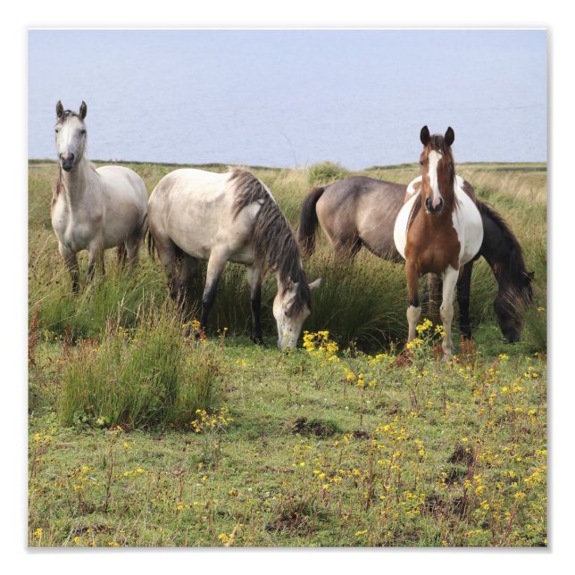 Impression Photo Quatre chevaux (Devant)