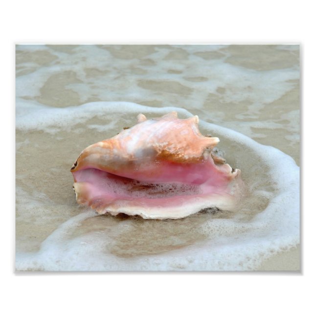 Impression Photo Queen Conch sur la plage (Devant)