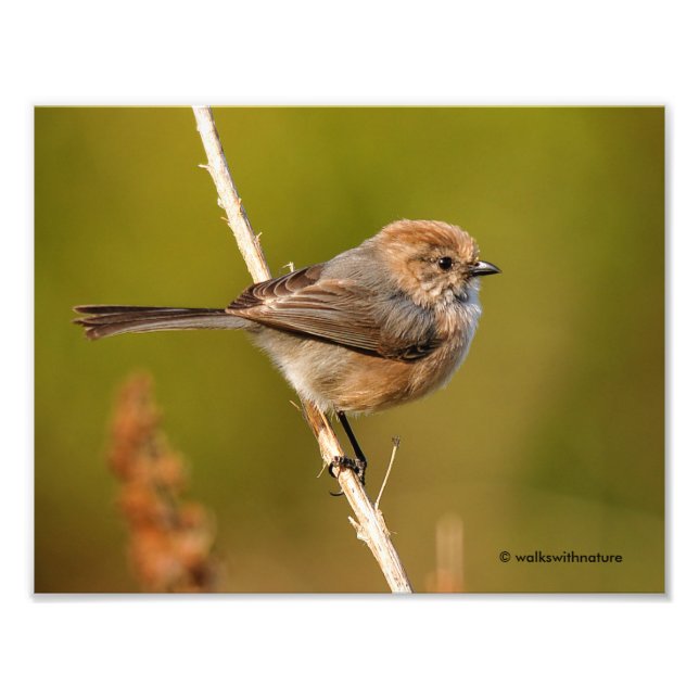 Impression Photo Quel personnage ! Homme Bushtit (Devant)