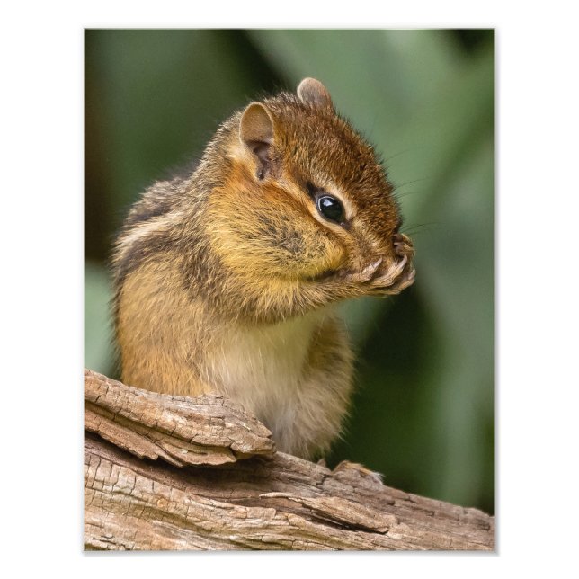 Impression Photo Quelque chose sent Chipmunk (Devant)