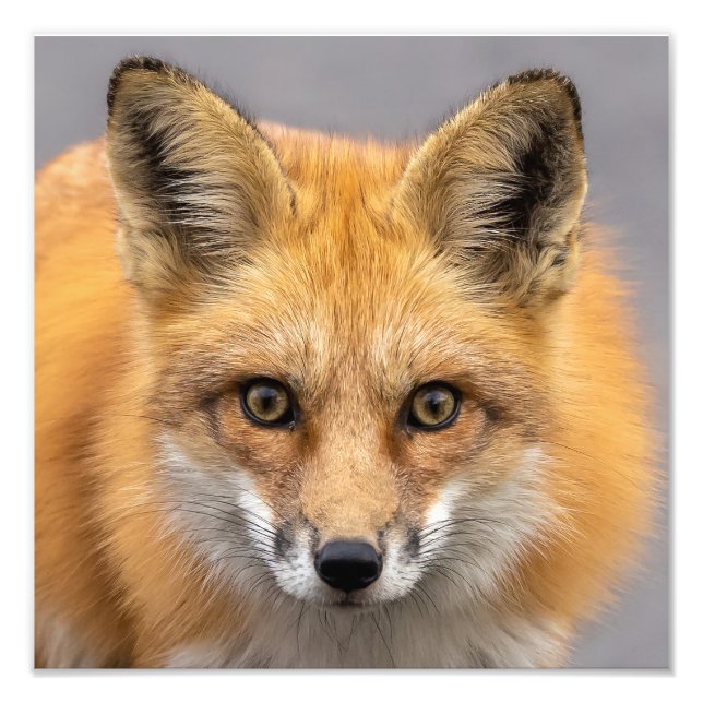 Impression Photo Quels grands yeux avez-vous (Devant)