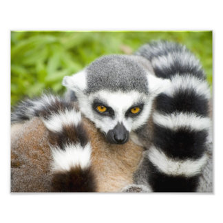 Impression Photo Queue de stripey de Lemur