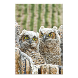 Impression Photo Qui est là, Pair of Owl's