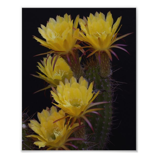 Impression Photo Quintuple de fleurs de cactus (Devant)