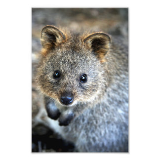Impression Photo Quokka Western Australian Marsupial