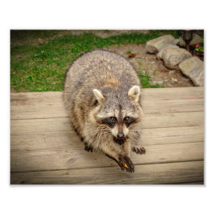 Impression Photo Raccoon avec puce