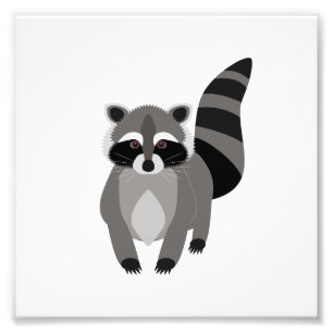 Impression Photo Raccoon Rascal