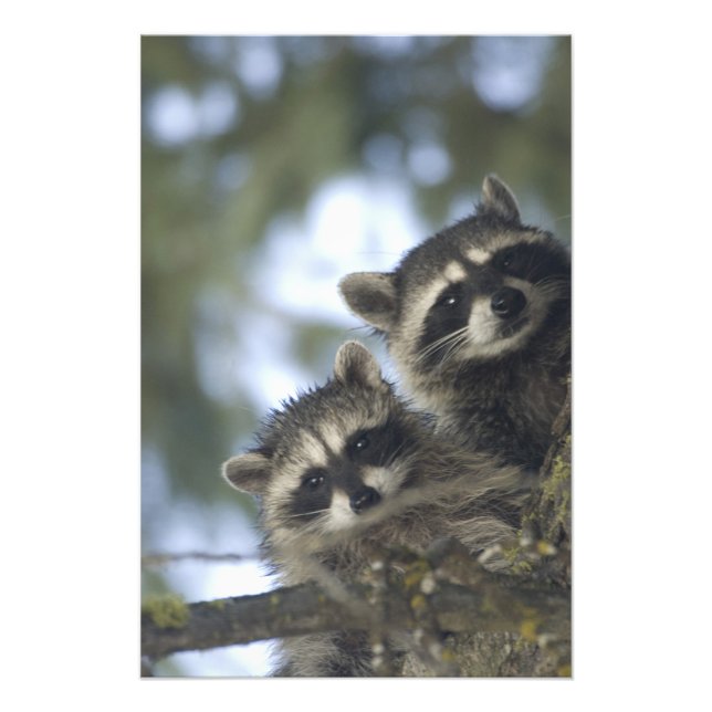 Impression Photo Raccoons Procyon Lotor) de Fish Lake, Central (Devant)