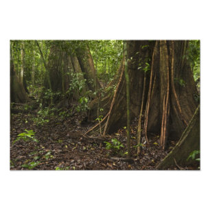 Impression Photo Racines contreforts. Forêt tropicale, Mapari Rupun