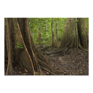 Impression Photo Racines contreforts. Forêt tropicale, Mapari Rupun
