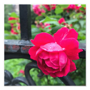 Impression Photo Raindrops Rose Flower Roses Rainy Day NYC
