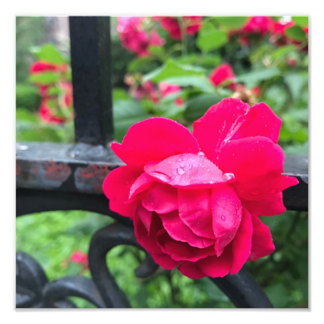 Impression Photo Raindrops Rose Flower Roses Rainy Day NYC (Devant)