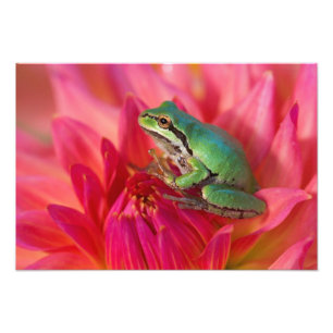 Impression Photo Rainette du Pacifique sur des fleurs dans notre ja