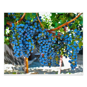 Impression Photo Raisins d'établissement vinicole de Napa Valley