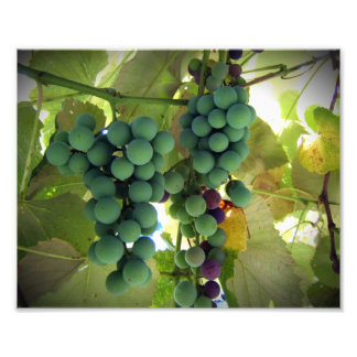 Impression Photo Raisins verts et violets sur la vigne Imprimer