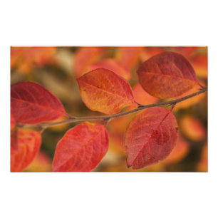Impression Photo Rameau recouvert de feuilles d'automne