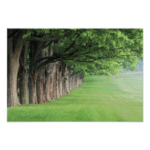 Impression Photo Rangée majestueuse d'arbres, Louisville, Kentucky.