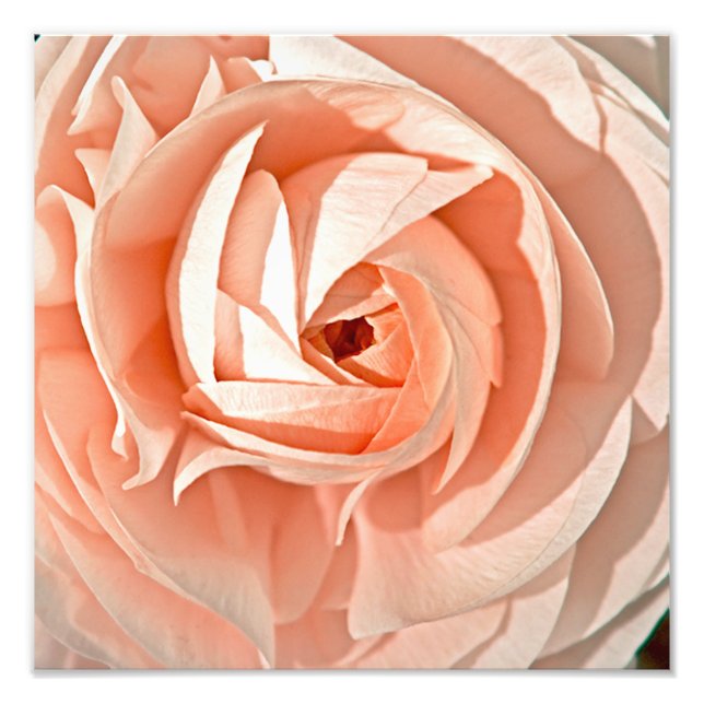 Impression Photo Ranunculus en spirale (Devant)