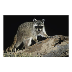 Impression Photo Raton laveur commun, Procyon lotor