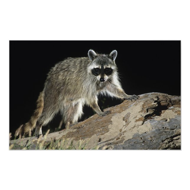 Impression Photo Raton laveur commun, Procyon lotor (Devant)