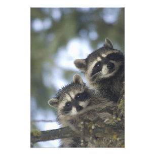 Impression Photo Raton laveurs (Procyon Lotor) de Fish Lake, centre