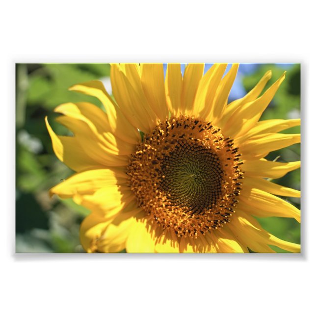 Impression Photo Rayon de tournesol (Devant)