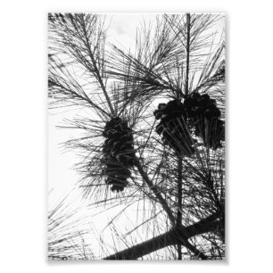 Impression Photo Recherche vers le haut