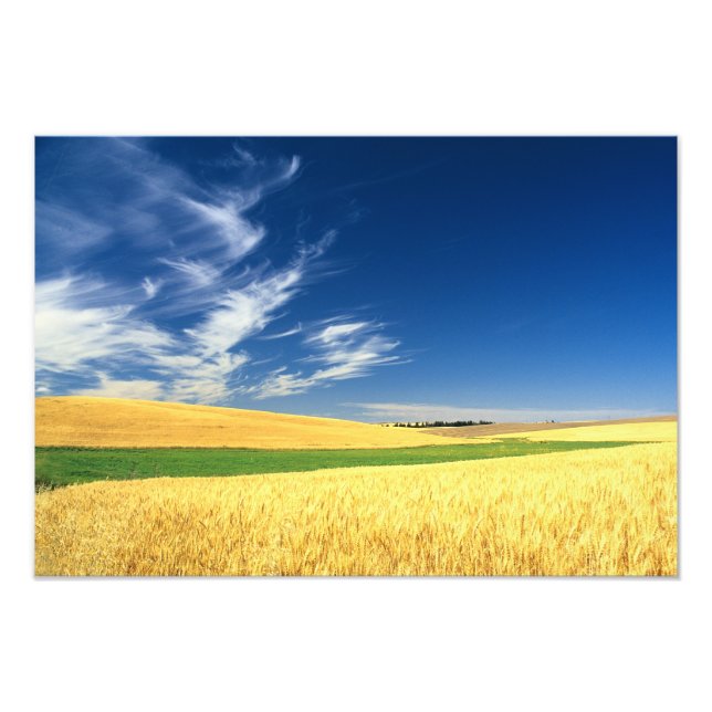 Impression Photo Récolte de blé sur le Palouse dans l'est (Devant)