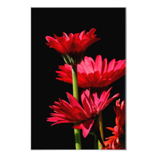 Impression Photo Red Burgundy Gerber Daisy