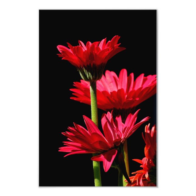 Impression Photo Red Burgundy Gerber Daisy (Devant)