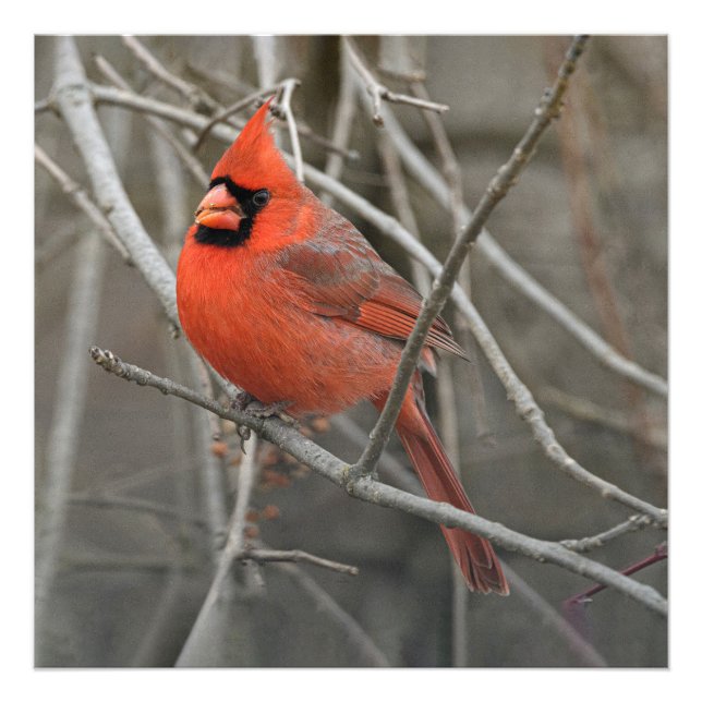 Impression Photo Red Cardinal Bird (Devant)