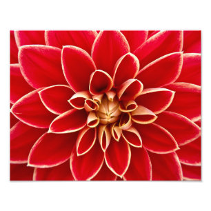 Impression Photo Red Dahlia