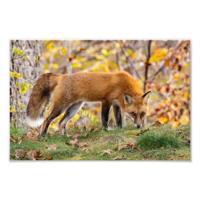 Impression Photo Red Fox Donne Le Regard (Devant)