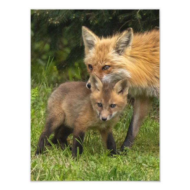 Impression Photo Red Fox Mère et jeune (Devant)