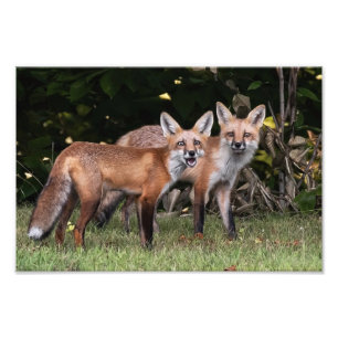Impression photo Red Fox Pair