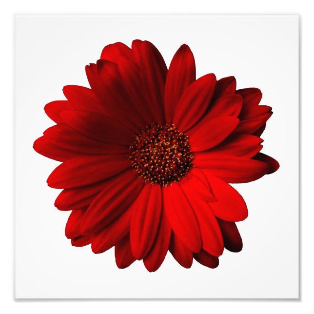 Impression Photo Red Gerbera Daisy Imprimer (Devant)